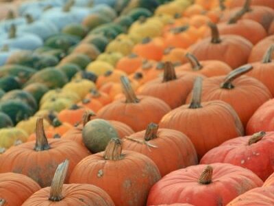 Aktionswochen Goldener Herbst 6. bis 19. Oktober