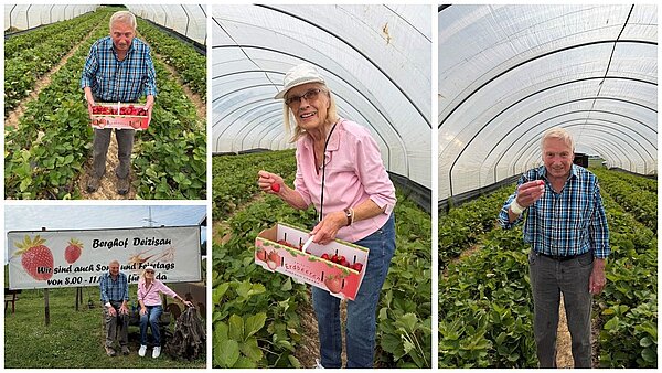 Personen plücken Erdbeeren